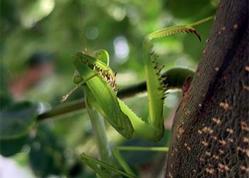 Santateresas o Campamochas (Mantis religiosa)